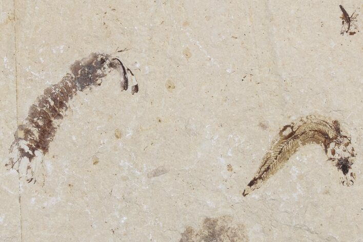 Fossil Mantis Shrimp (Pseudosculda) with Fish - Lebanon #173127